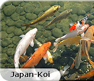 Japan-Koi