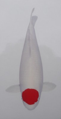 Aufkleber Tancho klein