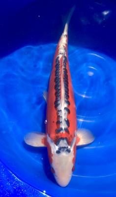 Shusui - 48 cm