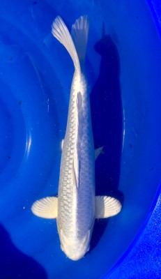 Ginrin Platina - 44cm