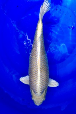 Yamabuki - 42cm
