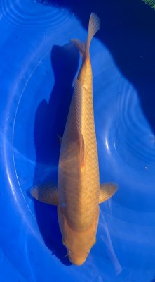 Karashi Chagoi - 50cm
