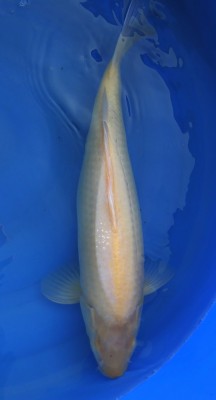 Karashigoi - 48cm