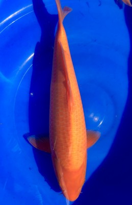Red Karashigoi - 45cm