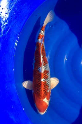 Kujaku - 47cm