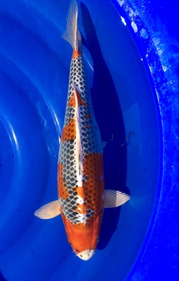 Kujaku - 42cm
