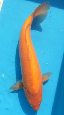 Red Karashigoi - 47cm