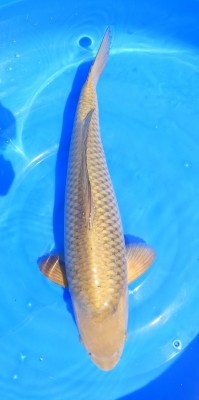 Chagoi - 49cm
