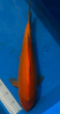 Red Karashigoi - 49cm