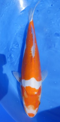 Doitsu Kohaku - 41cm