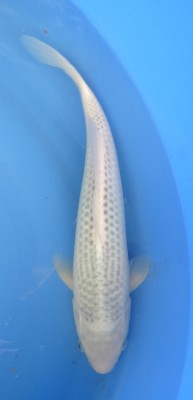 Asagi - 41cm