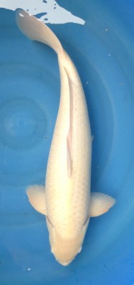 Karashigoi - 55cm