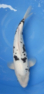 Shiro Utsuri - 41cm