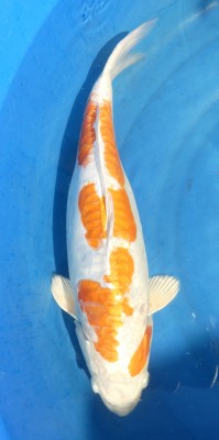Kikusui - 45cm