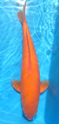 Red Karashigoi - 47cm