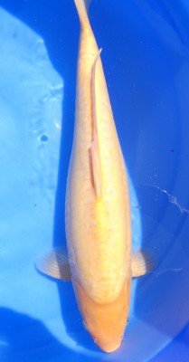 Doitsu Karashigoi - 48cm