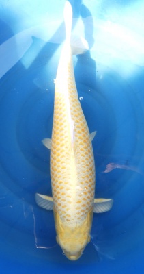 Yamabuki - 60cm Zchter Izumiya geb. 2022