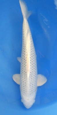 Gin Matsuba - 47cm Züchter Sakazume geb. 2021