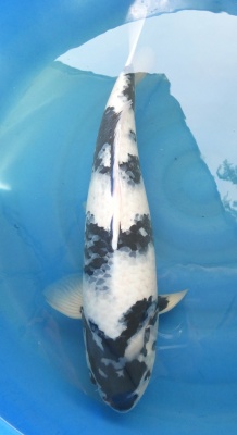 Shiro Utsuri - 53cm Zchter Sakai geb. 2021