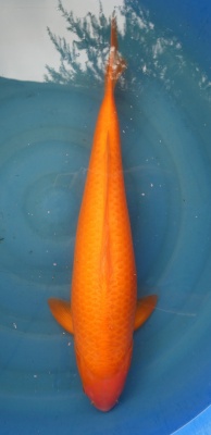 Red Karashigoi - 60cm  Zchter Marusei geb. 2019