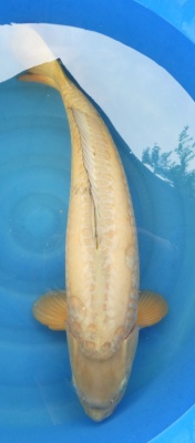 Doitsu Chagoi - 72cm Züchter Marudo, geb 2019