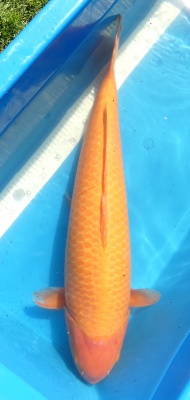 Red Karashigoi - 76cm, Züchter Marusei, geb. 2019