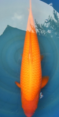 Red Karashigoi - 65cm Züchter Marusei geb. 2019