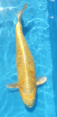 Yamabuki - 50cm