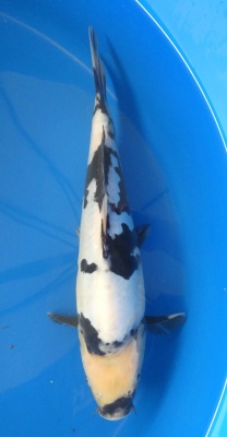 Doitsu Shiro Utsuri - 34cm Zchter Miyatora, geb 2024