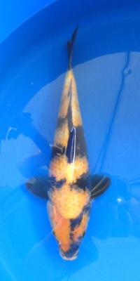 Utsuri - 35cm Züchter Marusei, geb 2023