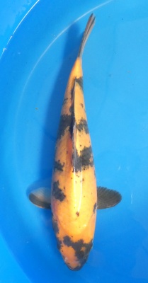 Utsuri - 38cm Züchter Marusei, geb 2023