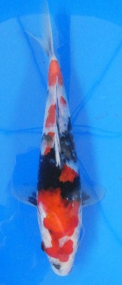 Showa - 26cm Zchter Sekiguchi, geb 2024