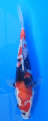 Showa - 26cm Zchter Sekiguchi, geb 2024