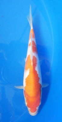 Kohaku - 29cm Züchter Marukyu, geb 2024