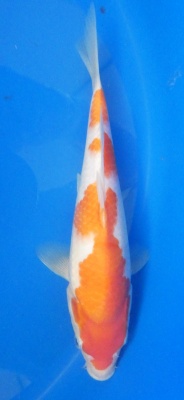 Kohaku - 29cm Züchter Marukyu, geb 2024