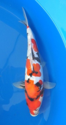 GR Doitsu Showa - 34cm Zchter Miyatora, geb 2024
