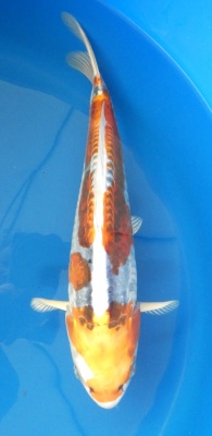 Kikokuryu - 35cm Zchter Miyatora, geb 2024