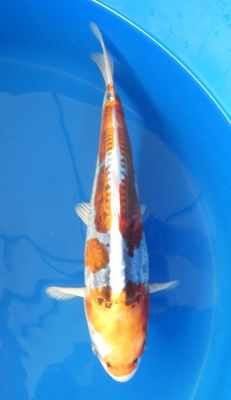 Kikokuryu - 35cm Zchter Miyatora, geb 2024