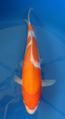 Kohaku - 33cm Zchter Miyatora, geb 2024