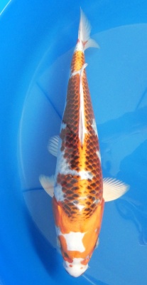 Kujaku - 36cm Zchter Miyatora, geb 2024