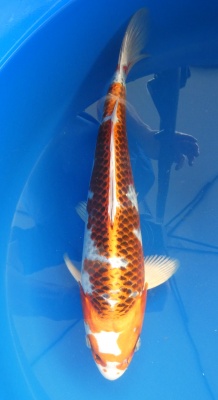 Kujaku - 36cm Zchter Miyatora, geb 2024