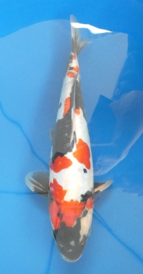 Doitsu Showa - 36cm Züchter Miyatora, geb 2024