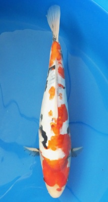 Doitsu Showa - 36cm Zchter Miyatora, geb 2024