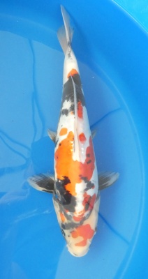 Doitsu Showa - 34cm Zchter Miyatora, geb 2024