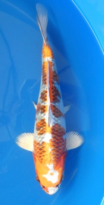 Kujaku - 34cm Zchter Miyatora, geb 2024