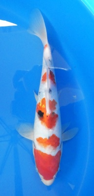 Sanke - 32cm Züchter Marukyu, geb 2024