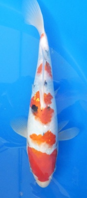 Sanke - 32cm Züchter Marukyu, geb 2024