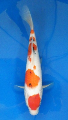 Sanke - 33cm Zchter Marukyu, geb 2024