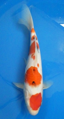 Sanke - 33cm Zchter Marukyu, geb 2024