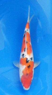 Sanke - 30cm Zchter Marukyu, geb 2024